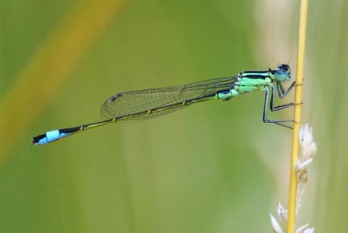 Ischnura elegans